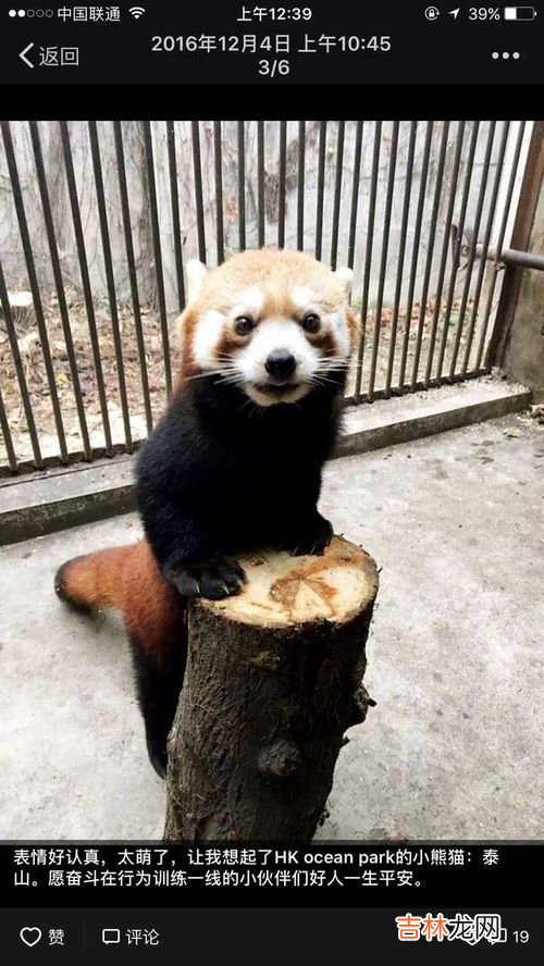 浣熊可以当宠物养吗,浣熊可以当宠物养吗?