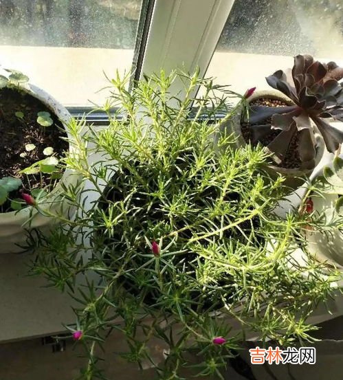 买回家的鲜花怎么醒花,怎么醒花最简单的方法