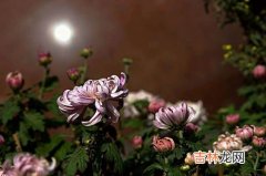 中秋节要赏什么花,中秋节为什么要赏桂花 中秋节要赏桂花吗