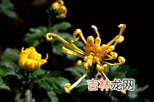 中秋节要赏什么花,中秋节为什么要赏桂花 中秋节要赏桂花吗