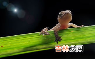 壁虎会咬人吗,壁虎会咬人吗?