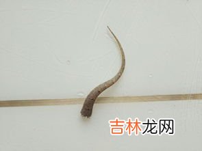 壁虎会咬人吗,壁虎会咬人吗?