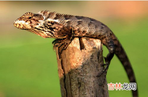 壁虎会咬人吗,壁虎会咬人吗?