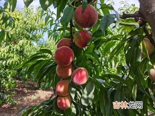 水蜜桃的皮可以吃吗,水蜜桃的皮能吃吗?水蜜桃吃皮吗