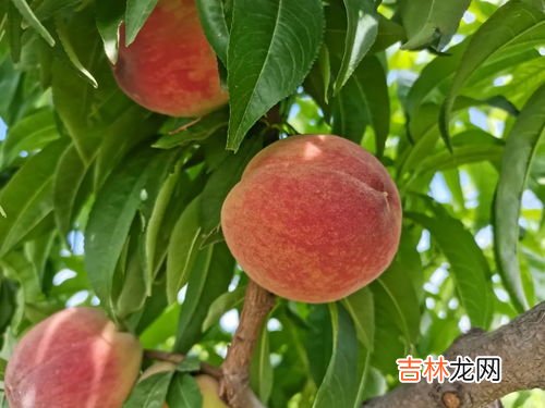 水蜜桃的皮可以吃吗,水蜜桃的皮能吃吗?水蜜桃吃皮吗