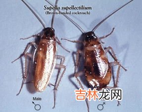 苏打粉能治蟑螂吗,最有效的灭蟑螂办法