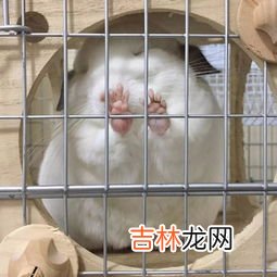 龙猫为什么那么贵,龙猫的价位 年龄也影响它自身的价格