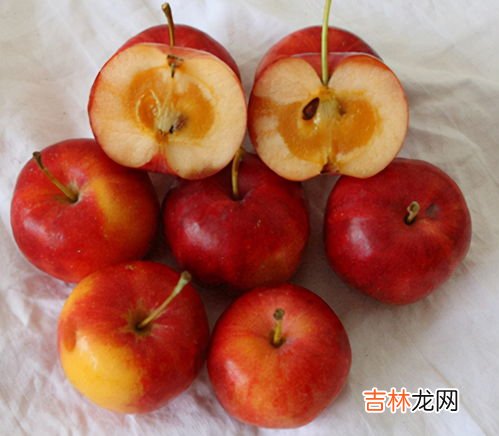 沙果是什么水果,野沙果是什么果子