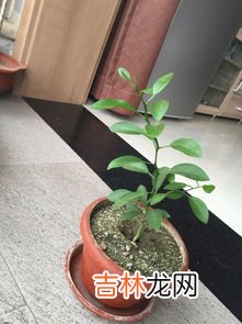 枣树是什么梗,想知道两棵枣树是什么梗?