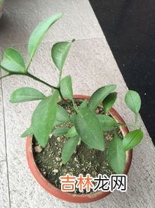 枣树是什么梗,想知道两棵枣树是什么梗?
