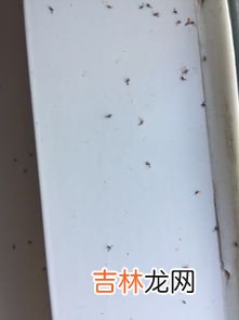 屋里有小飞虫怎么消灭,从哪里来的,屋里有小飞虫怎么消灭