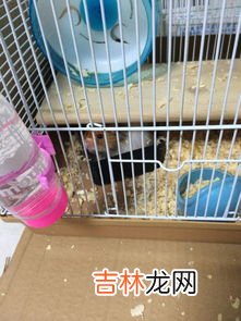 老鼠胶有毒吗,老鼠沾到老鼠胶可以第二天再丢掉吗