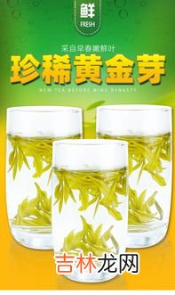 黄金芽茶叶是什么茶,黄金芽茶叶是什么茶