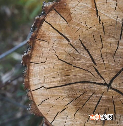 木制家具有裂缝怎么办,原木家具开裂怎么处理