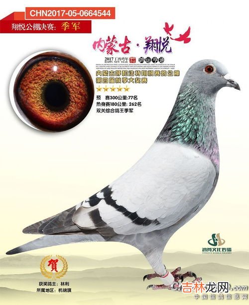 四川萬利達賽鴿公棚在什麽地方,查紅軍工棚今年有多少賽鴿