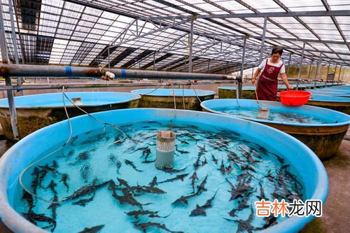 钓鲟鱼用什么饵料最好,垂钓鲟鱼的技巧有哪些_鲟鱼养殖技术