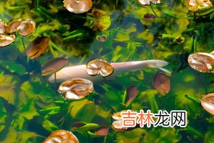 钓鲟鱼用什么饵料最好,垂钓鲟鱼的技巧有哪些_鲟鱼养殖技术