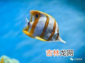 十大养不死的热带鱼,十大养不死的热带鱼 轻松养活的热带鱼