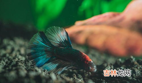 十大养不死的热带鱼,十大养不死的热带鱼 轻松养活的热带鱼