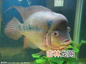 十大养不死的热带鱼,十大养不死的热带鱼 轻松养活的热带鱼