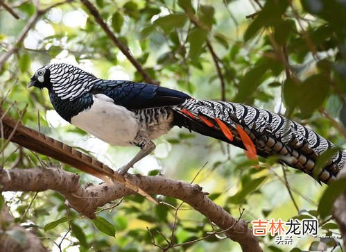 锦鸡属于鸟类吗,锦鸡是兽类还是鸟类