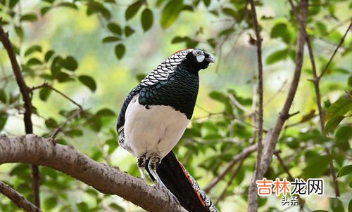 锦鸡属于鸟类吗,锦鸡是兽类还是鸟类