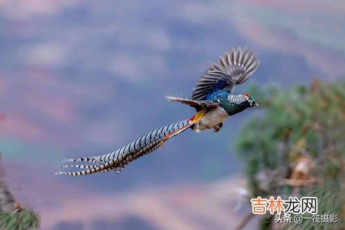 锦鸡属于鸟类吗,锦鸡是兽类还是鸟类