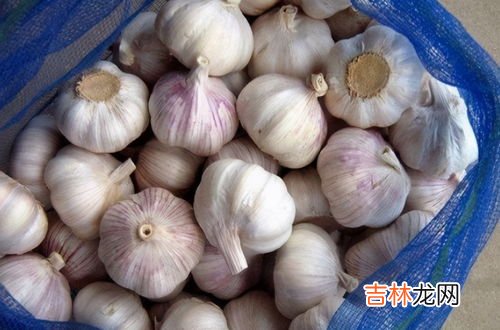 大蒜能杀菌吗,大蒜为什么杀菌 吃大蒜有什么好处