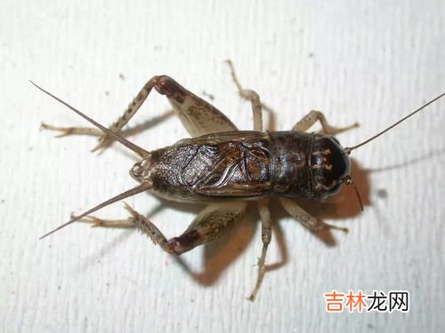 蟋蟀什么季节出来活动,蟋蟀是什么季节的动物