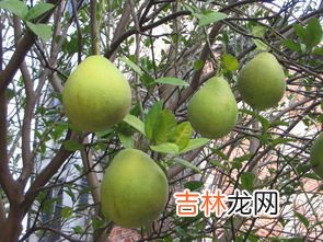 文旦是什么水果,文旦和柚子的区别功效一样吗