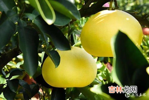 文旦是什么水果,文旦和柚子的区别功效一样吗