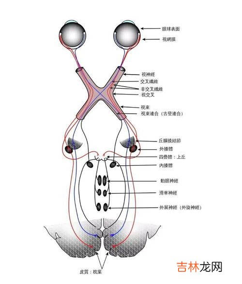 什么是脑交,脑交什么意思了？？？？？？