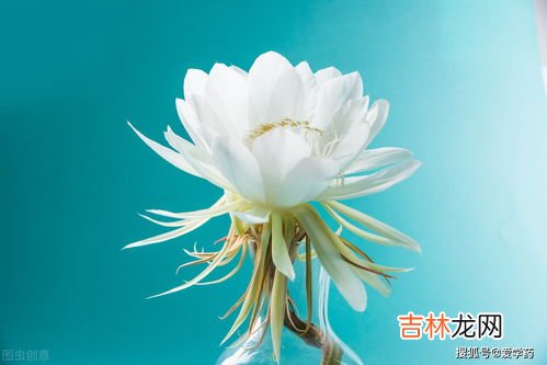 五色花的功效和作用,五色花和桉树一起煮水的功效和作用