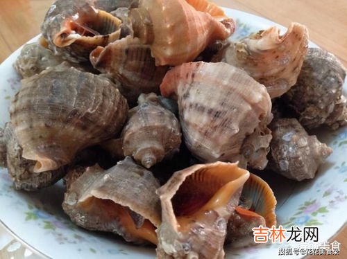 买回家的海螺怎么存放,海螺保鲜方法