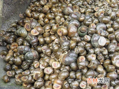 田螺寄生虫多吗,麻辣田螺有寄生虫吗