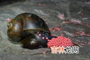 田螺寄生虫多吗,麻辣田螺有寄生虫吗