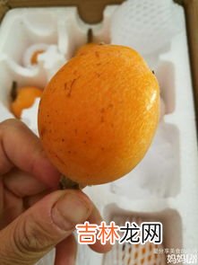 枇杷能和牛奶一起吃吗,枇杷不能与什么同食