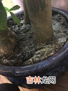 酱油发霉怎么回事,酱油里有白毛怎么处理