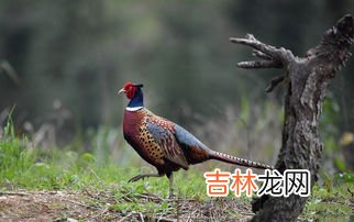 野鸡是国家二级保护动物吗,野鸡属于几级保护动物?