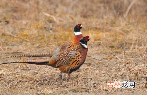 野鸡是国家二级保护动物吗,野鸡属于几级保护动物?