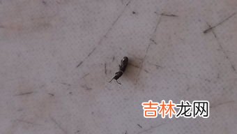 家里突然招蚂蚁预示着什么,家里进蚂蚁是什么征兆&#039;