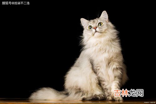 猫的尾巴怎么形容,大白猫的尾巴像什么？