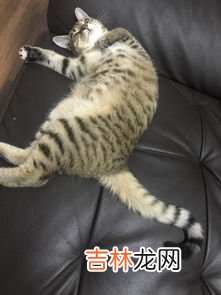 猫的尾巴怎么形容,大白猫的尾巴像什么？