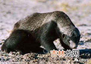 蜜獾的天敌,蜜獾的天敌是什么动物