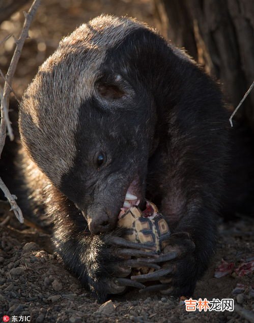 蜜獾的天敌,蜜獾的天敌是什么动物