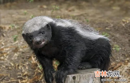 蜜獾的天敌,蜜獾的天敌是什么动物