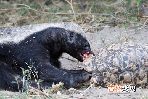 蜜獾的天敌,蜜獾的天敌是什么动物