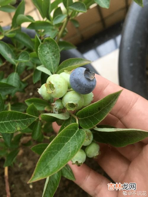 蓝莓是酸性还是碱性,蓝莓是属于什么性的水果