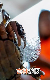 螃蟹是寒性食物吗,螃蟹是凉性的吗