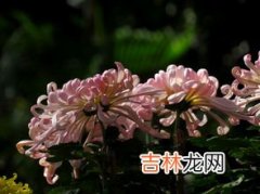 菊花是什么身体部位,人们通俗所说的菊花是指女人的yin dao吗？